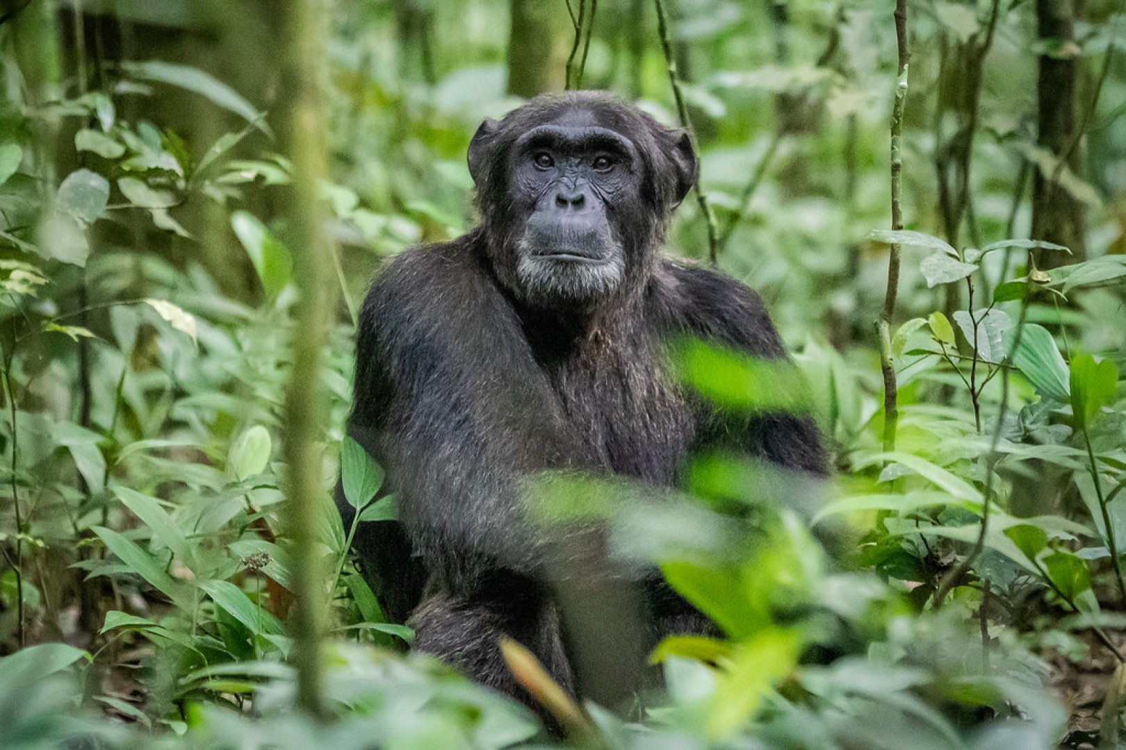 How to spend 6 Days Rwanda gorilla trekking and Chimpanzee tracking